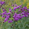 Vernonia gigantea Tall Ironweed seeds