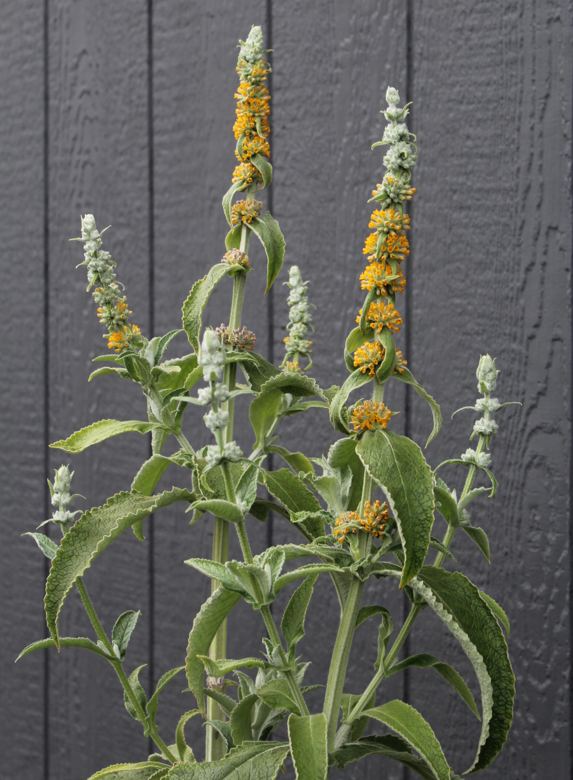Butterfly Bush, Argentine rooted plant – A Thousand Flowers