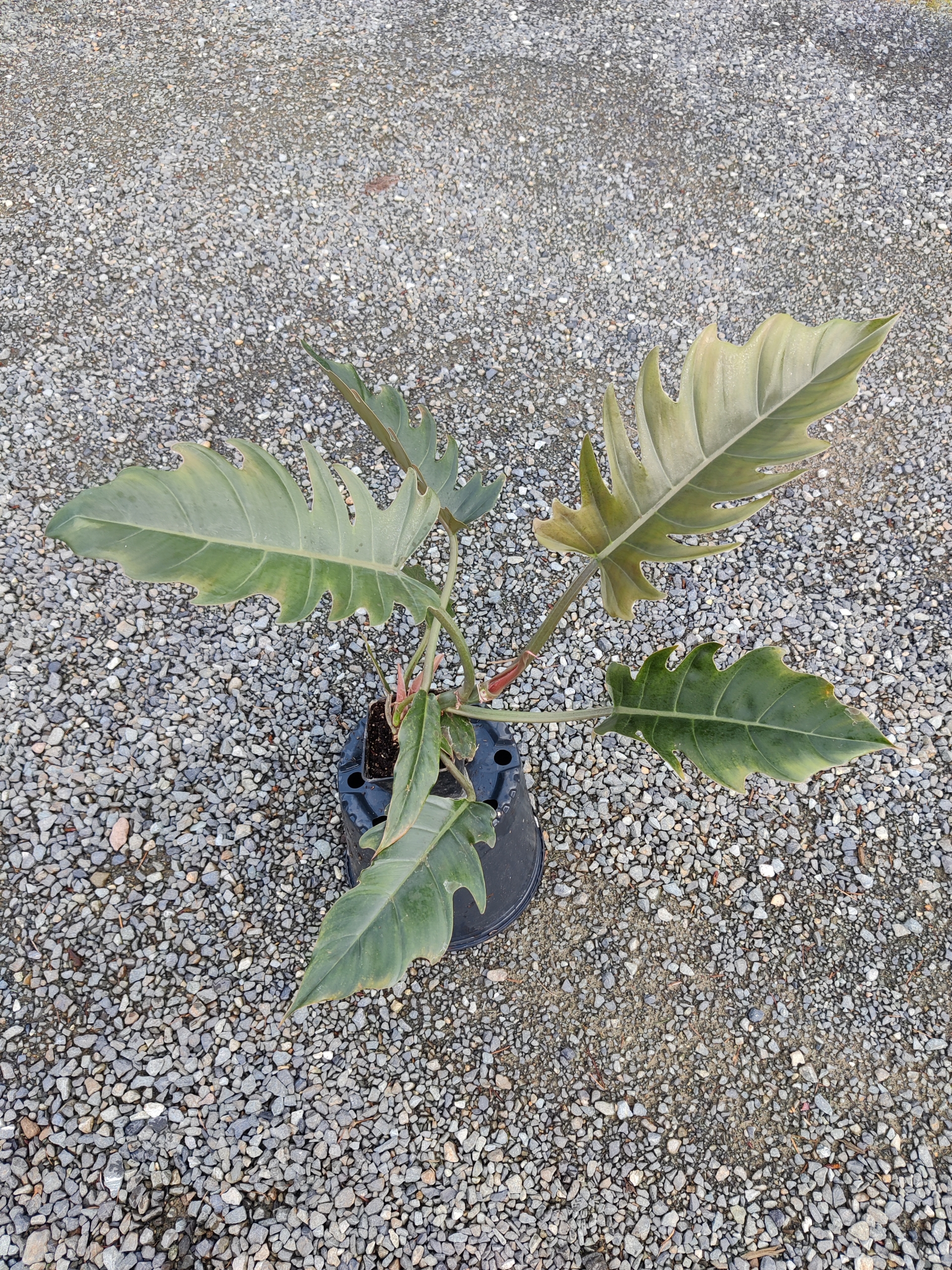 Philodendron, Hybrid 'Pluto' rooted plant (2 ft) – A Thousand Flowers