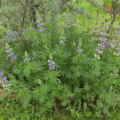 Lupinus rivularis seeds