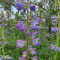 Lupinus rivularis | Riverbank Lupine