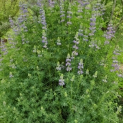 Lupinus rivularis | Riverbank Lupine shrub