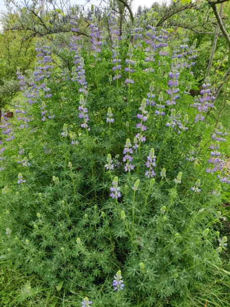 Lupinus rivularis | Riverbank Lupine shrub