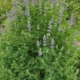 Lupinus rivularis | Riverbank Lupine shrub