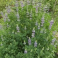 Riverbank Lupine seeds