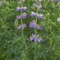 Lupinus rivularis flowers