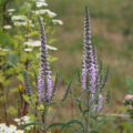 Veronica 'Novaverpin' seeds