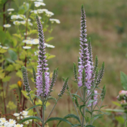 Veronica 'Novaverpin' seeds