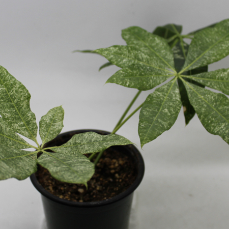 Variegated Money Tree plant