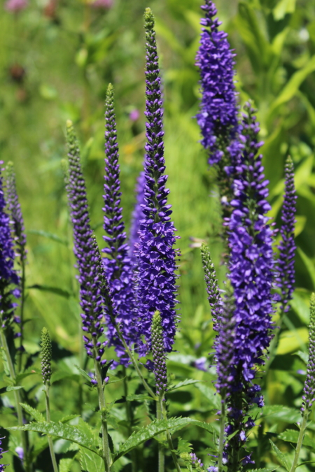 Veronica longifolia | Long-leaf Speedwell 'First Glory' flowers