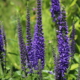 Veronica longifolia | Long-leaf Speedwell 'First Glory' flowers
