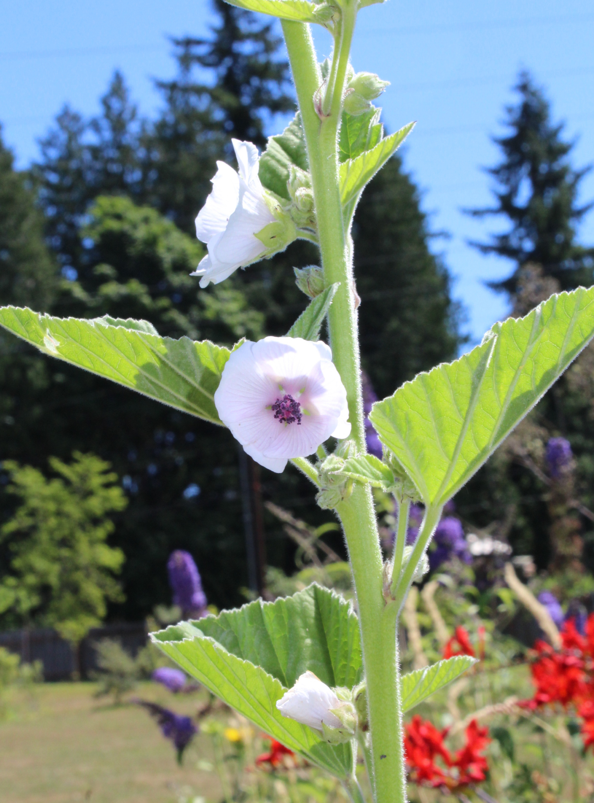 Mallow, Marsh  A Thousand Flowers