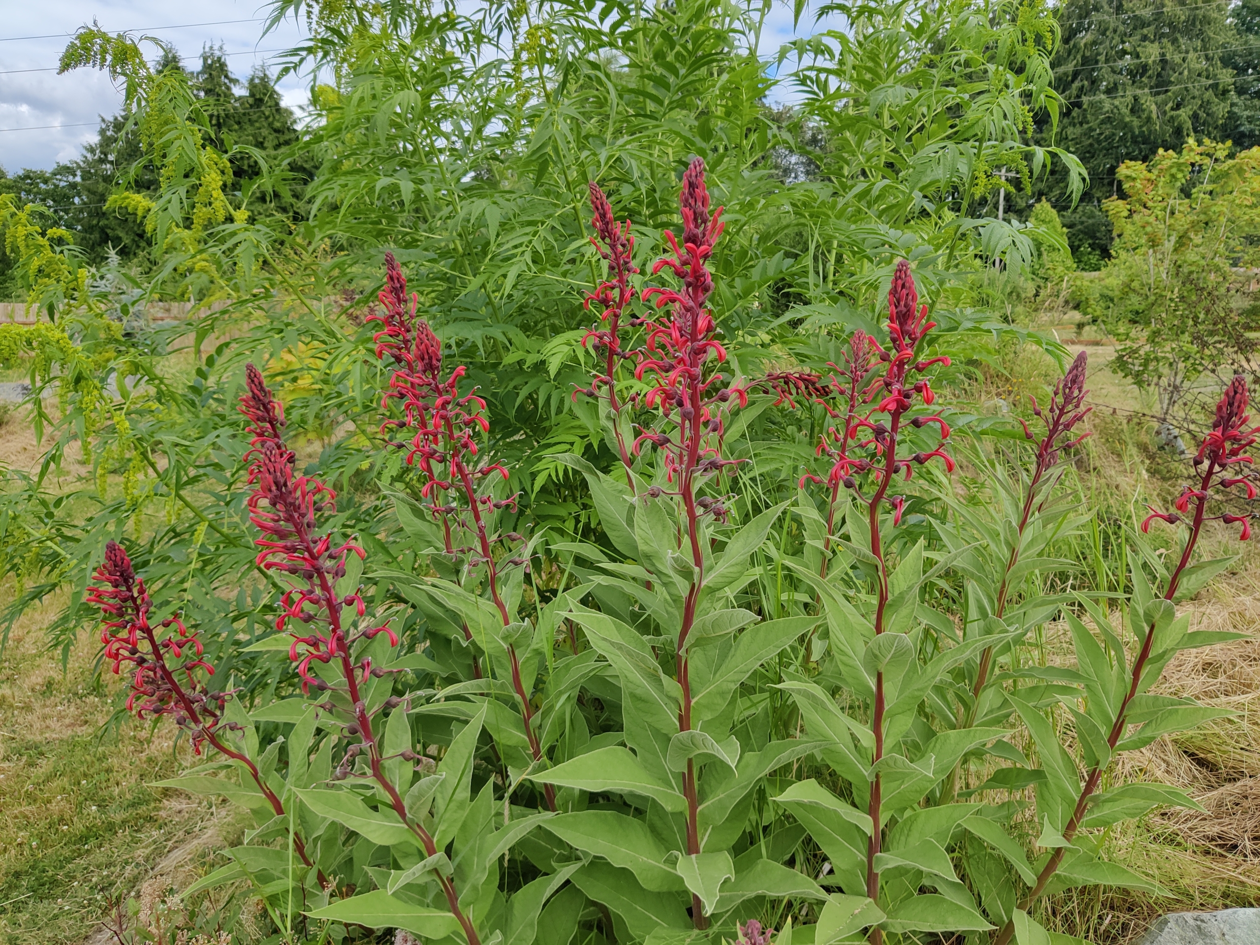 Lobelia, Tupa 'Devils Tobacco' – A Thousand Flowers