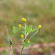 Medicago lupulina Black Medick flowers