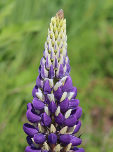 Lupinus polyphyllus | Russell Lupine 'Purple & White'