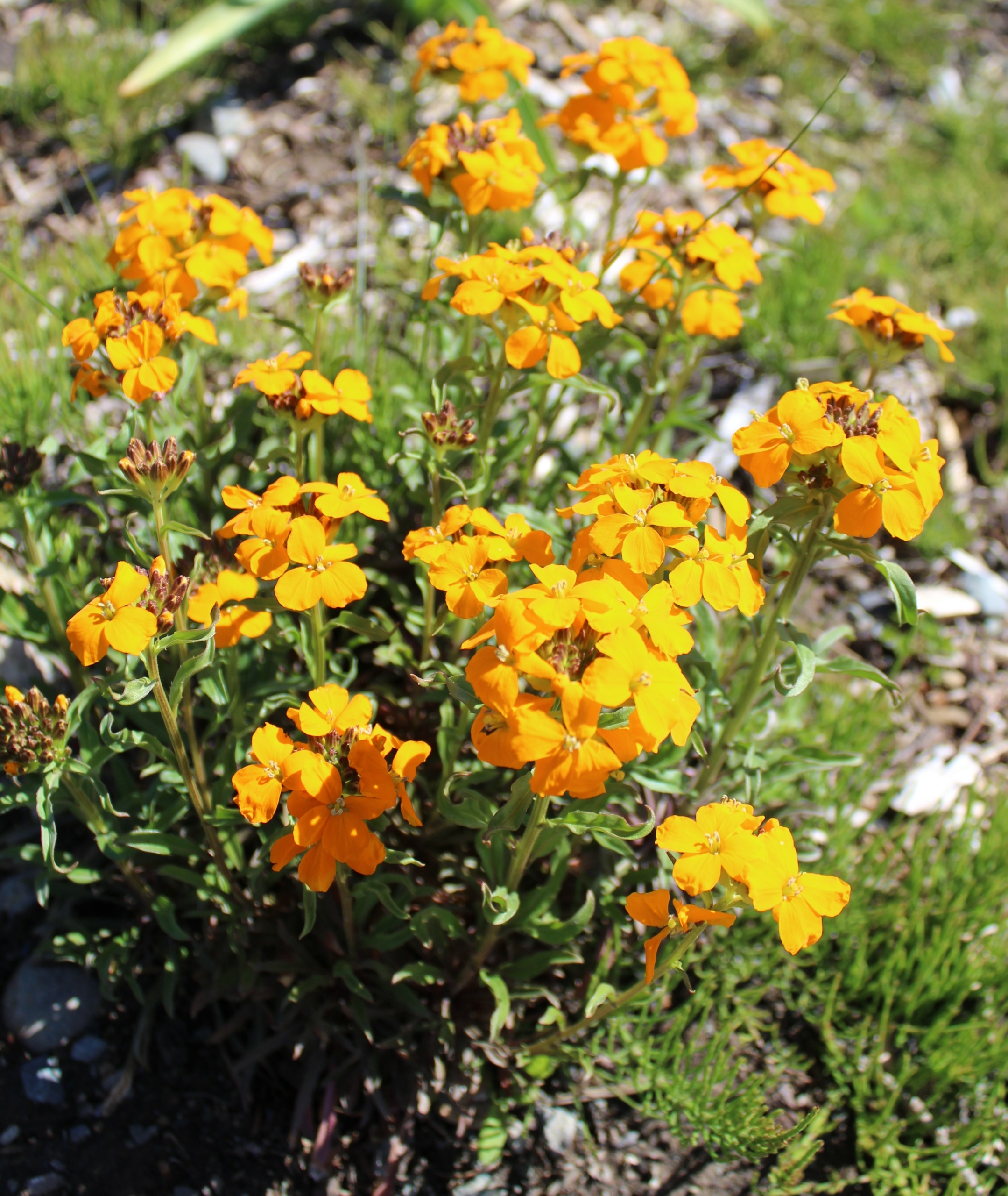 Wallflower, Siberian – A Thousand Flowers