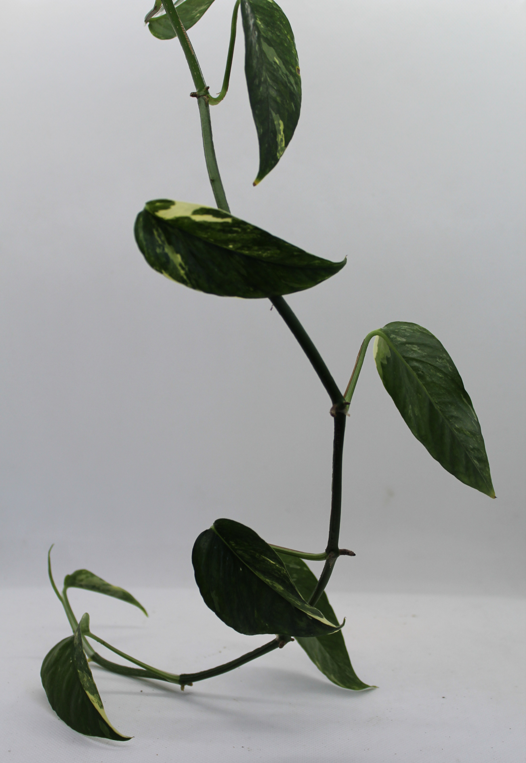 Pothos, Dragons Tail 'Albo' rooted plant (3 ft)  A Thousand Flowers
