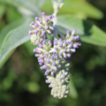 Buddleja Sungold flower