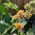 Sungold Butterfly Bush flower