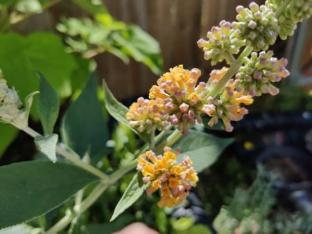 Sungold Butterfly Bush flower