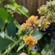 Sungold Butterfly Bush flower