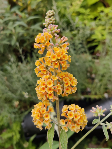 BUDDLEJA Sungold rooted plant