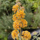 BUDDLEJA Sungold rooted plant