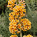 Sungold yellow Butterfly Bush plant