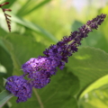 Asian Moon Buddleja