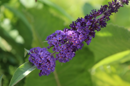 Asian Moon butterfly bush cuttings