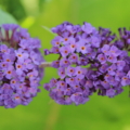 Asian Moon seedless butterfly bush vsriety