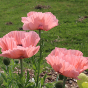 Papaver orientale | Oriental Poppy 'Princess Victoria Louise' seeds