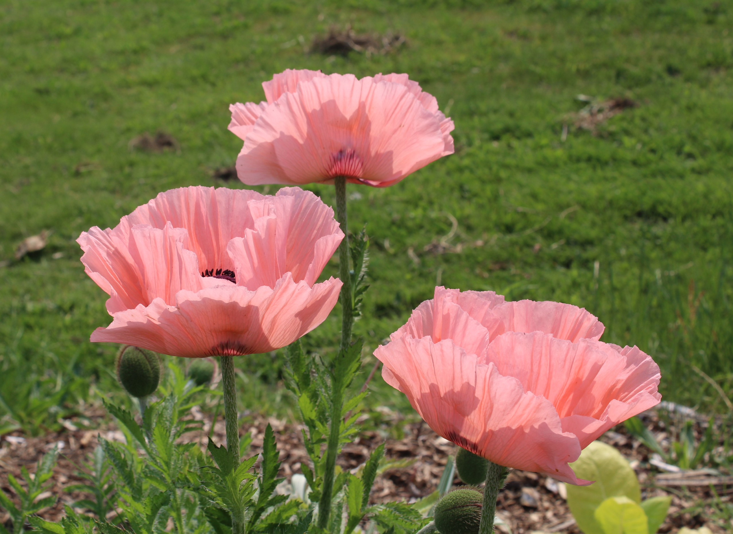 Poppy Poppy, Oriental, 'Princess Victoria Louise' – A Thousand Flowers