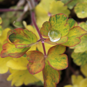 Aquilegia vulgaris var. vervaeneana 'Woodside Strain Variegata'