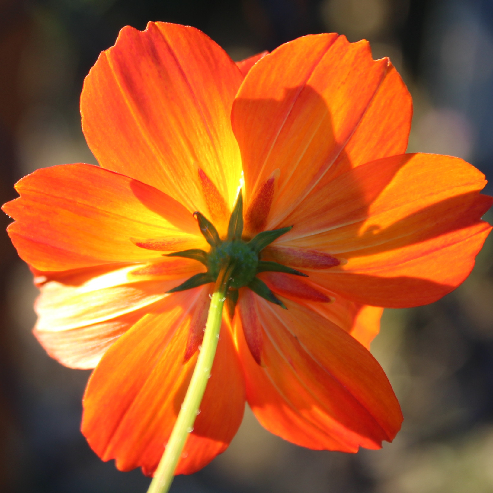 Cosmos, Sulphur 'Tango' – A Thousand Flowers