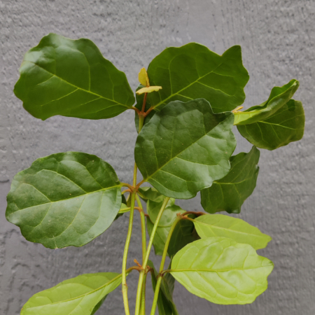 Buddleja indica | Oak-leaf Butterfly Bush