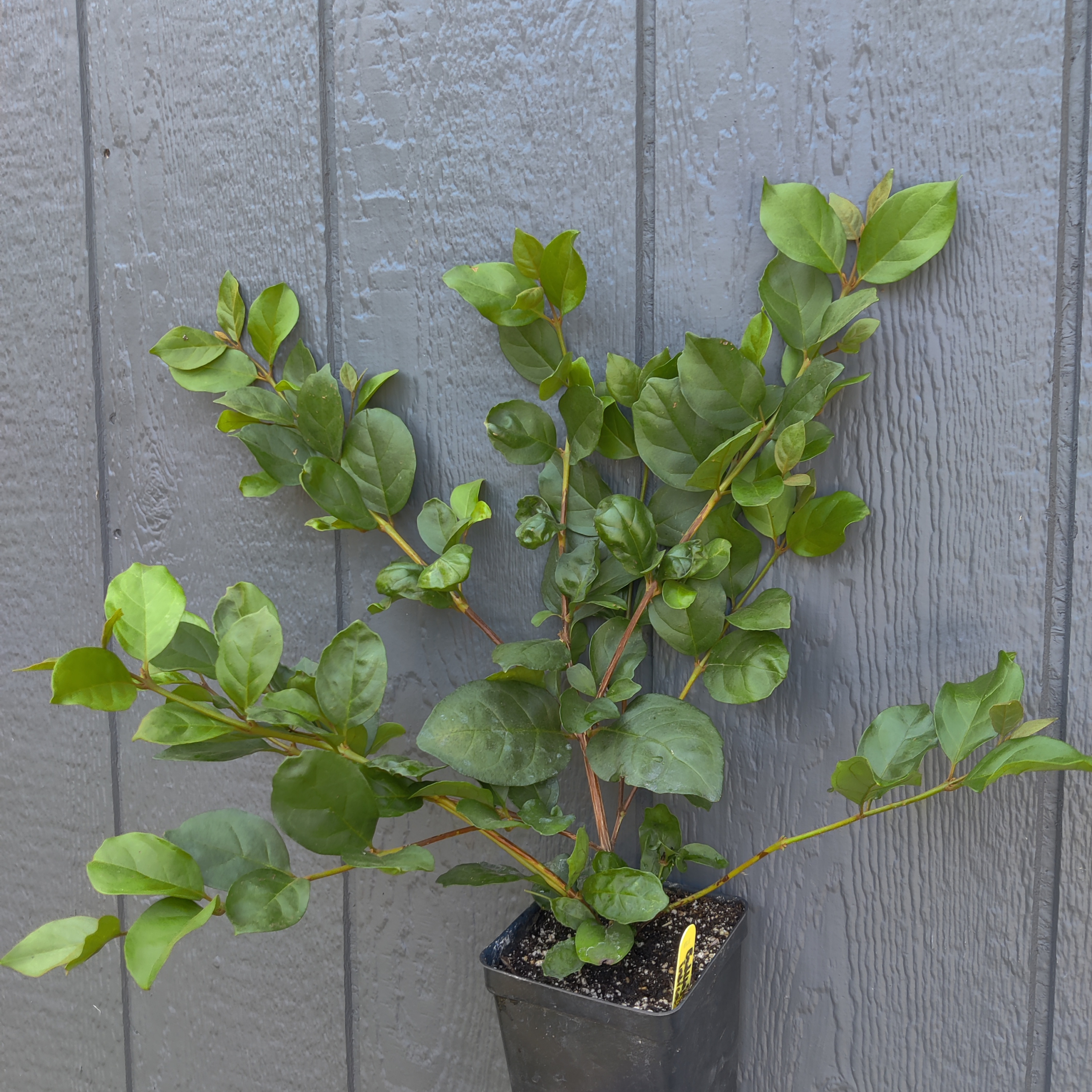 落葉樹 asobou Kansas Plant Farm - Buy from over 500 varieties of plants in