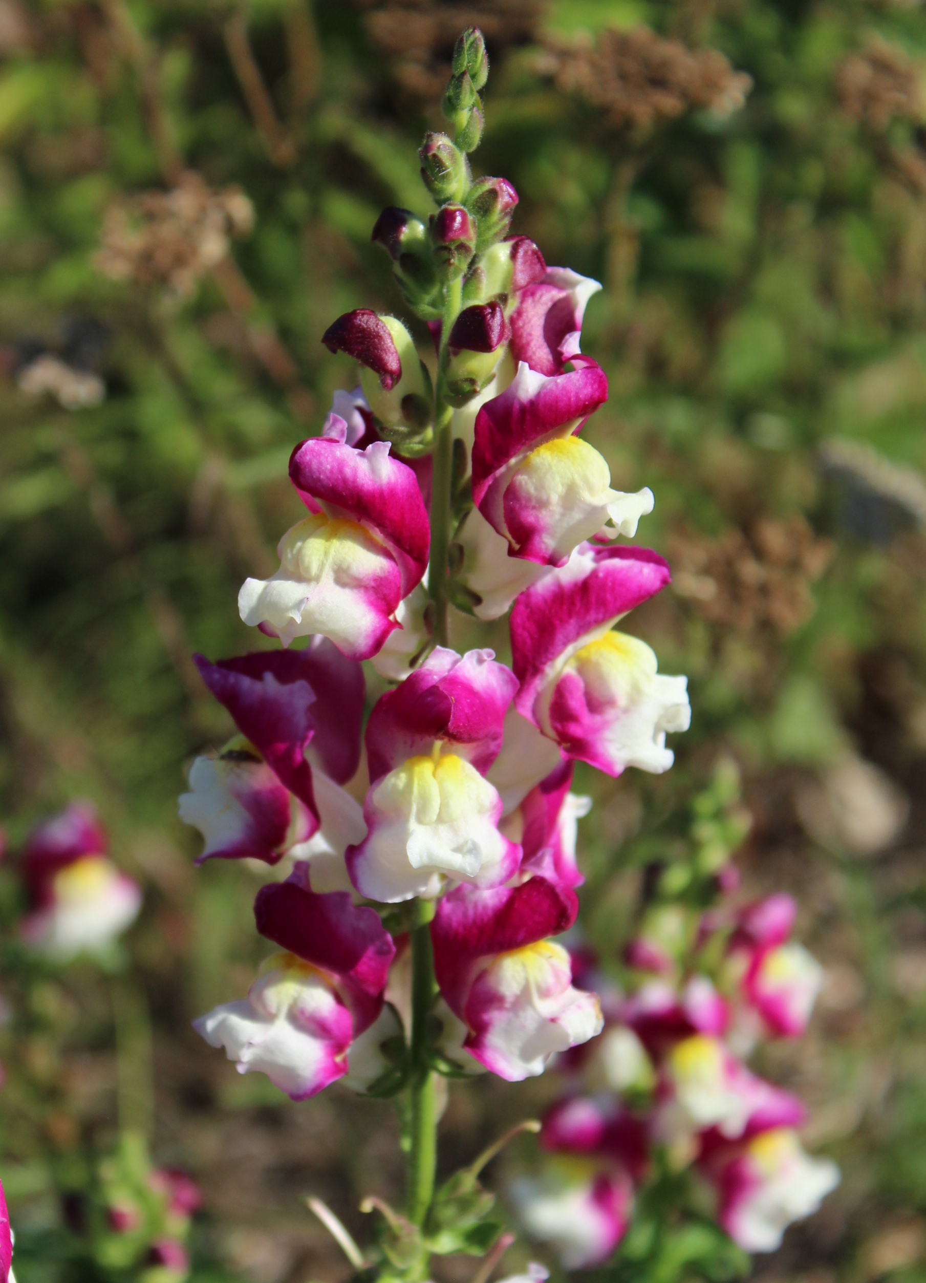 Snapdragon, Common 'Cherry Twist' – A Thousand Flowers
