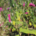 Polygonum orientale/ Persicaria orientale | Kiss-Me-Over-The-Garden-Gate seeds
