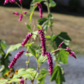 Lady's Fingers seeds