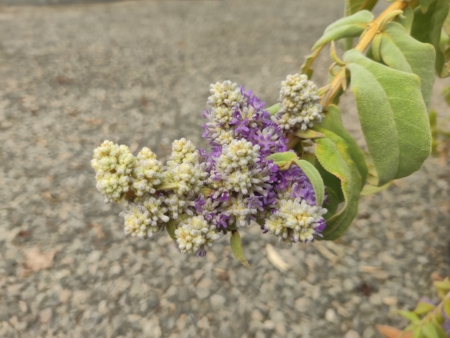 Buddleja salviifolia purple /blue flower