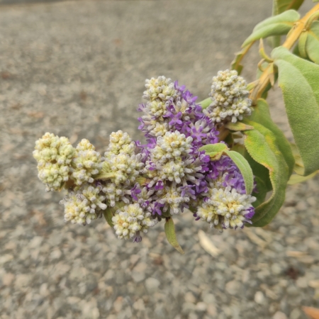 Buddleja salviifolia purple /blue flower