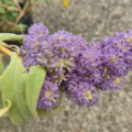BUDDLEIA salviifolia