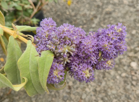 BUDDLEIA salviifolia