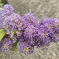 South African Sagewood Butterfly Bush