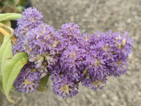 South African Sagewood Butterfly Bush