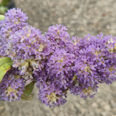South African Sagewood bronze-leaf Butterfly Bush