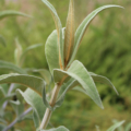 Buddleia salviifolia foliage