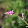 Princes Feather seeds