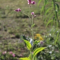 Persicaria orientale | Kiss-Me-Over-The-Garden-Gate seeds